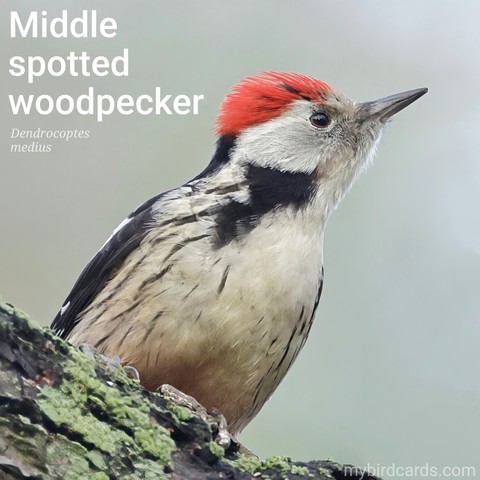 Middle spotted woodpecker (Dendrocoptes medius). Adult. Distribution: Continental Europe, and Iran. Conservation status: Least Concern. CC: FJHY 📷: Photo by sharkolot via Pixabay 2022

The photo shows a medium-sized woodpecker with a striking black and white plumage. It has a red crown, a short, pointed bill, and a pale face with no moustache stripe. Its underparts are white with dark streaks on the flanks, and it has large white shoulder patches.