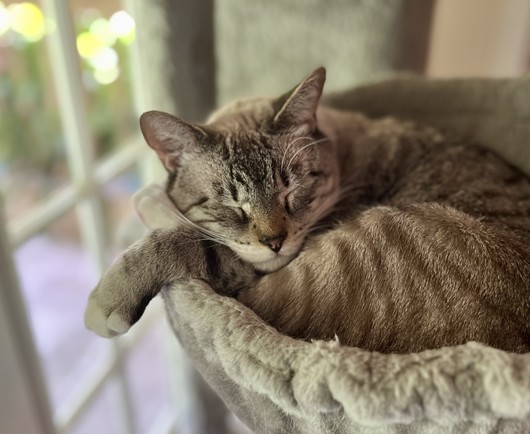 Gray tabby cat curled up on pet hammock with front paw sticking out near French door with outside sunlight