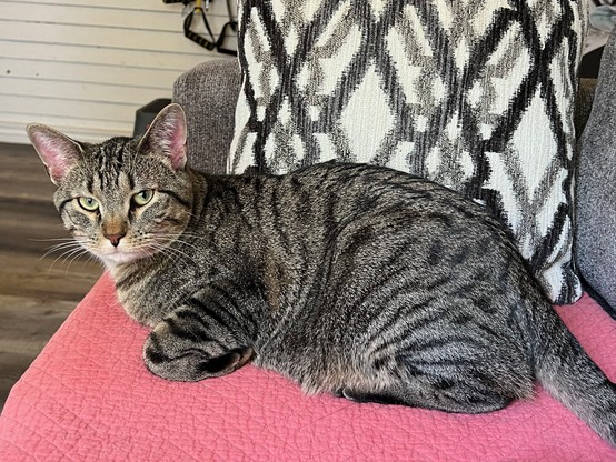A large tabby cat is sitting on a pink coverlet in front of a gray and white pillow, looking at the camera.