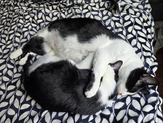 Mr Minx and Penguin cuddling on the blue and white blanket on the bed. Both are black and white tuxedo cats.