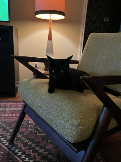 Black cat looks away from TV