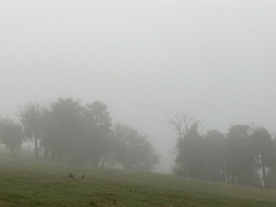Paddock and stand of stringybark trees under fog