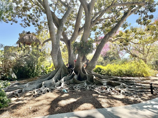Huge multi trunk tree with spreading roots and kids climbing in the middle and aerial plants with sun shining through the back and long shadow in front