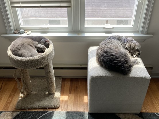 A cat curled up in a short tower, and a dog curled up the same way on a hassock. They are in front of a large window in the sun.