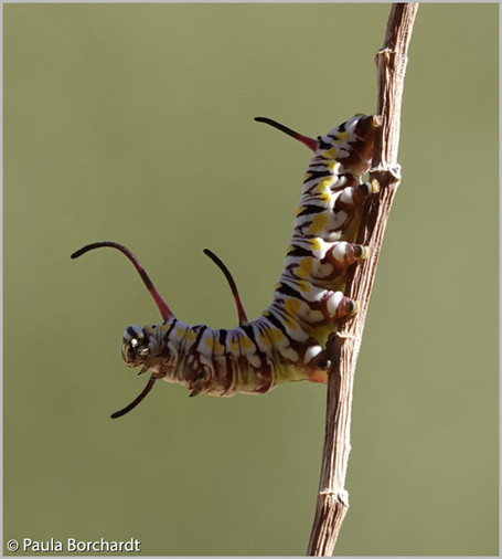 Photograph of a Queen Butterfly larva in a sphinx-like L position on a Milkweed branch, Tucson, AZ, USA. Photo © Paula Borchardt
