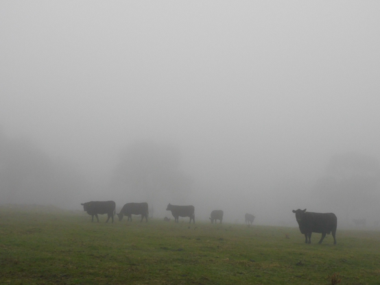 Black cows on a green paddock in heavy fog.