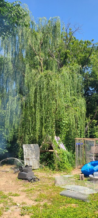 A mature Weeping Willow in a backyard.