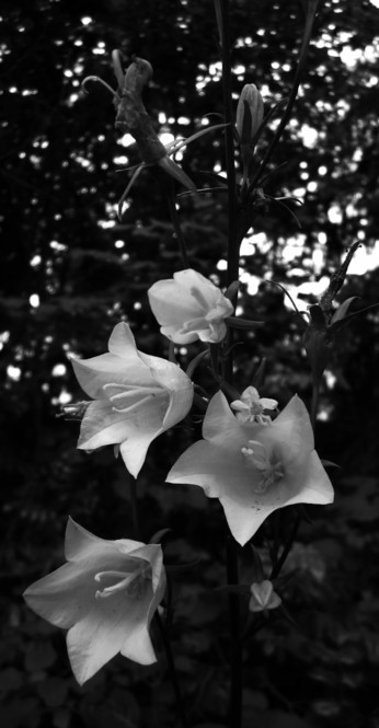 Fotografía en blanco y negro de varias florecillas en un jardín