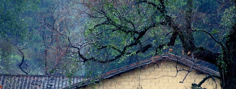 Above a simple traditional white brick house with a dark tiled roof are several beautiful trees with twisted branches and bright green leaves.