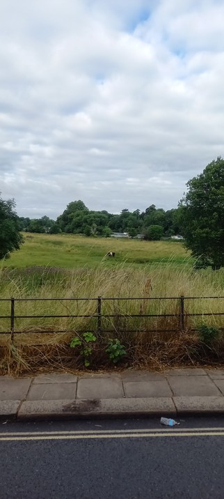 Photo shows Petersham Meadow from the road to the river centering on a black and white cow. Not shown are all the other cows hiding behind the trees.