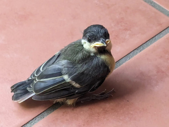Young Great Tit sitting on floor tiles.
