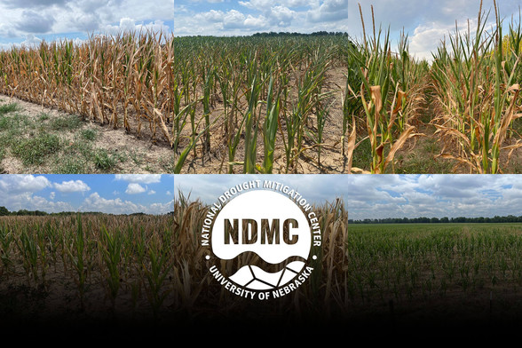 These photos show how flash drought has affected cornfields in South Carolina. Clockwise from upper left: Aiken County on June 28, Lancaster County on July 1, Abbeville County on June 30, Aiken County on June 28, Darlington County on June 27, Aiken County on June 28. Photos submitted via CMOR.