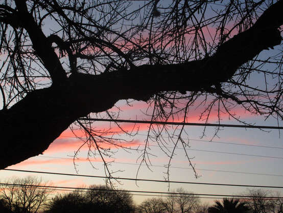 a black silhouette of an ash branch with many naked twigs. a half dozen utility wires cross descending to the right. a blueish gray sky is adorned with burning pink and purple stripes.
Just posting to show proof of life.