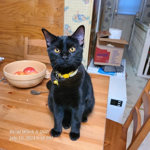 A black cat sitting on a wooden table wearing a yellow collar with a bell.