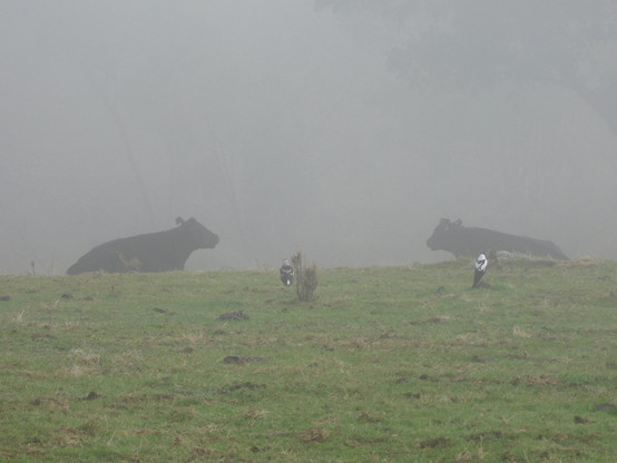 Two cows lying down facing each other, with two magpies in the foreground