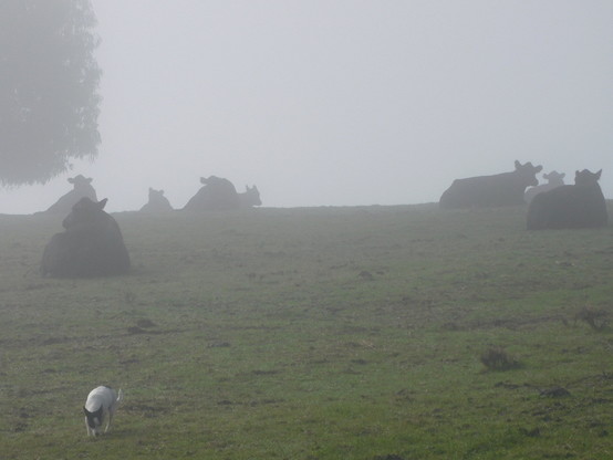 small black and white dog in the foreground with black cows lying on the green pasture in the fog behind