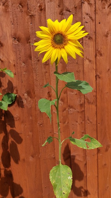 A photo of a small sunflower blooming in front of a brown fence in sunlight. The petals are yellow, some of the leaves have holes in from being eaten. The face of the sunflower is about 20cm in diameter.