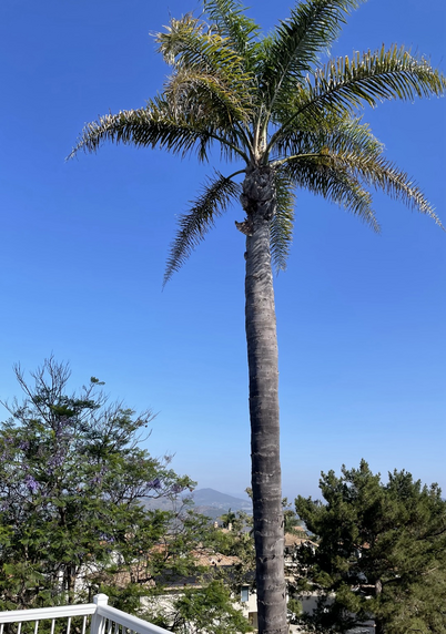 Palm tree and blue sky 