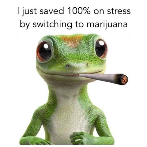 [GEICO Gecko with a joint in its mouth]
I just saved 100% on stress by switching to marijuana