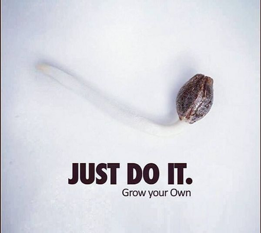 [photo of a cannabis seed sprouting and laid down to mimic the Nike swish logo]
Just Do It.
Grow Your Own.
