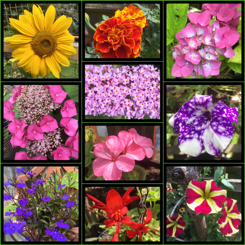 Collage of colourful flowers including; lobelia, crocosmia, hydrangeas, petunias, Buddleia, sunflower and geraniums.