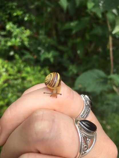 Tiny snail on middle finger of hand. Two other fingers wear silver rings with black stones. The background is green foliage.