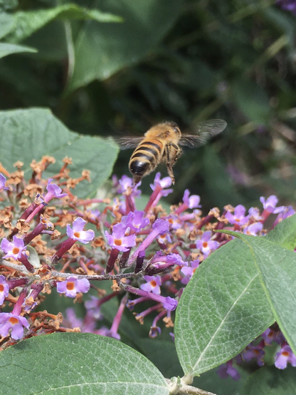 Honeybee in flight, Buddleia bush below.