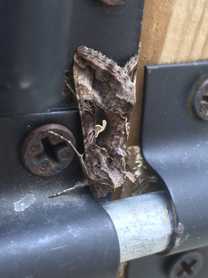 Silver-Y moth on door latch.