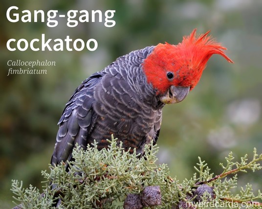 📷: Gang-gang cockatoo (Callocephalon fimbriatum) by AmyJo_Freelance_Artist via Pixabay 2019

The photo shows a small, stocky parrot with a wispy crest and a short tail. The males (pictured) are easily recognizable by their bright red head and crest, while the females have a dark grey head with yellow or pink edges on their underparts. Both sexes have a barred appearance due to the pale edging on their feathers.

Conservation status: Vulnerable 

Distribution: Endemic to the coastal regions of south-eastern Australia. 

Class: Aves
Order: Psittaciformes
Family: Cacatuidae
Genus: Callocephalon
Species: C. fimbriatum

CC: JPRJ