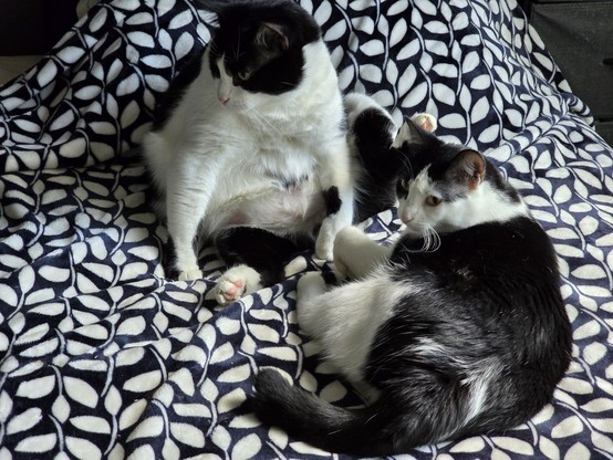 Two black and white tuxedo cats sitting together on a blue and white blanket. Mr Minx is sitting up and Penguin is laying down.