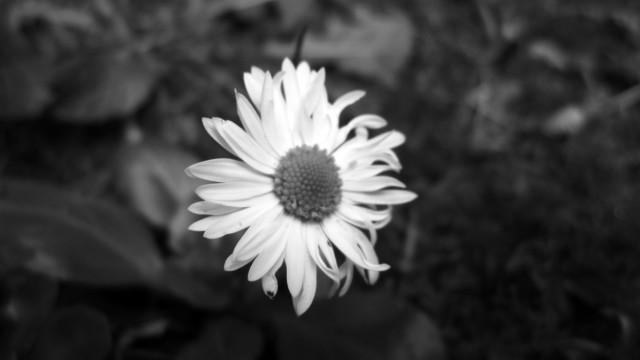 Fotografía en blanco y negro de una margarita