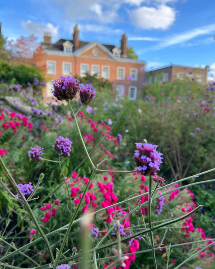 Purple vervain flowers rising from a flower bed in the foreground of the picture, in the middle there is green shrubbery and then in the distance is a Manor House with bright blue sky above and a few fluffy white clouds.