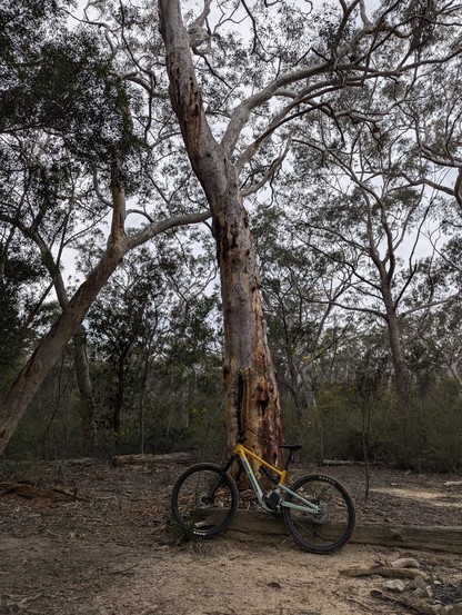 A yellow and blue emtb stands below a huge old gum tree. Other large trees are nearby, in the surrounding bushland. There's evidence of an old campfire in the foreground.