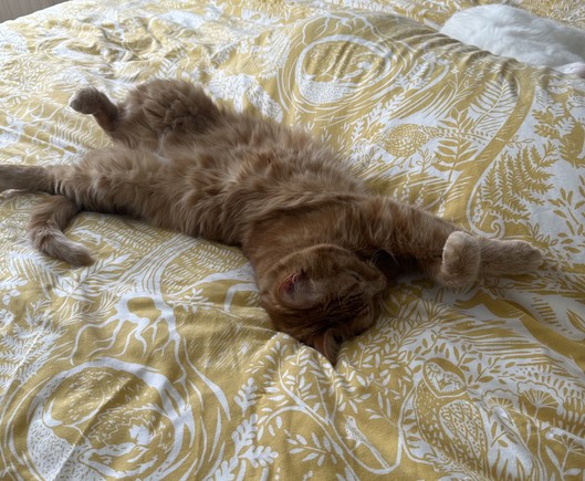 Photograph of a Ginger tom-cat lying on his back on a bed