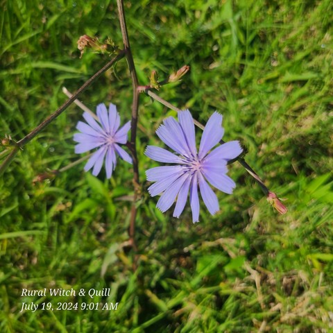Blue purple flowers of common chicory. Cichorium intybus.