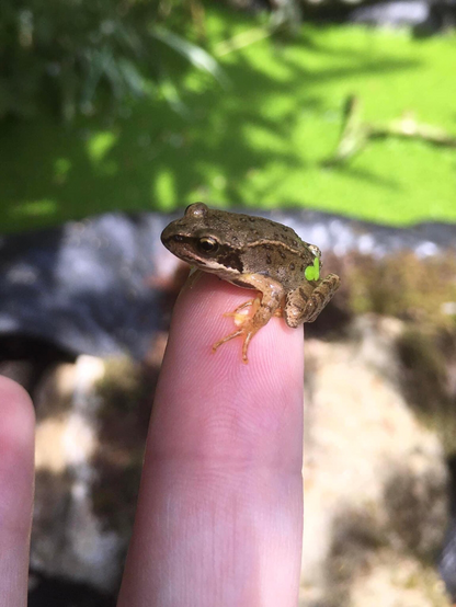 Tiny frog sitting atop index finger. He sports a little bit of duckweed on his rump.