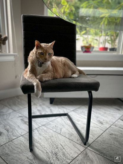 Color photo of a large ginger tabby cat lying on a breakfast table chair.  