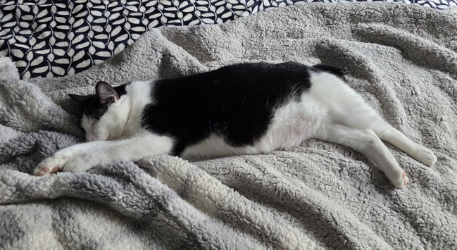 A black and white tuxedo cat named Penguin sleeping stretched out in front of a fan.