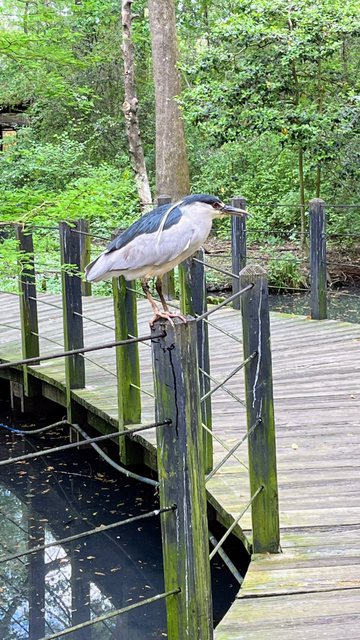 A black-crowned night-heron perched on a fence post. Wooden walkway above a pond. Trees in the back. 
