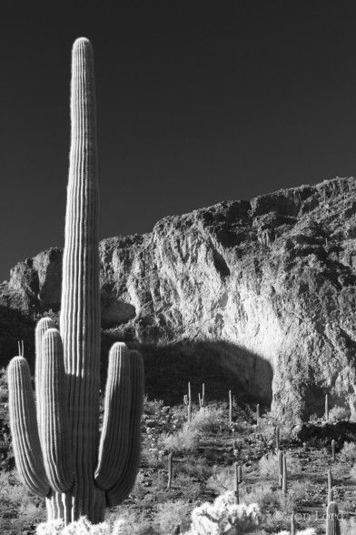 A High Contrast Black And White Photo In Portrait Format. In The Foreground And Along The Left Margin, The Image Shows A Saguaro Cactus With A Tall (Three Metres Plus) Trunk And Five Smaller Side Arms Suggesting That Its More Than 75 Years Old. The Rising Sun Catches The Left Side. In The Middle Ground Are More Scattered But Smaller Saguaros With Other Desert Plants. In The Background A TallcRugged Cliff With The Morning Sun's Light Illuminates Part Of It. Above The Cliff: A Clear And Cloudless Sky Made Jet Black With A Red Filter. 

Picacho, Arizona. 2012