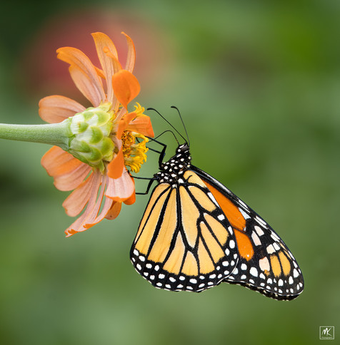 Color photo of a monarch butterfly in profile hanging on the top of an orange zinnia flower that is extending horizontally. 