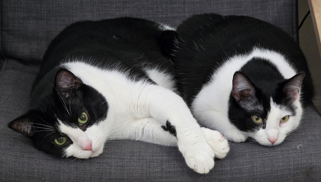 Mr Minx and Penguin laying together in a gray chair. They are both black and white tuxedo cats.