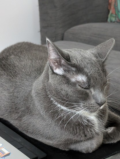 Closeup of a grey cat sitting, chilling with his eyes closed.