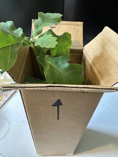 Photograph of a young oak tree packaged in a cardboard box ready for posting