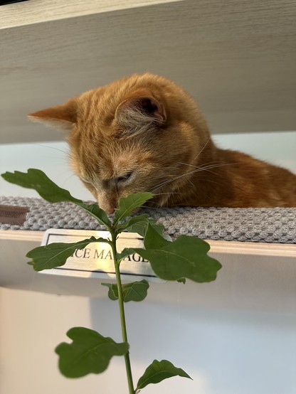 Photograph of a ginger tom cat smelling a young oak tree