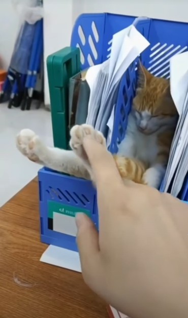 A plastic mail holder on the desk is filled with papers. In one empty slot a kitten is sleeping. Someone's hand is touching the kitten's paw.