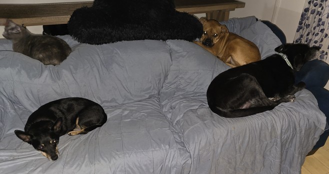 Three dogs and a cat laying on a blue blanket on our couch. Elsa, a diluted tortie on the top, Maddy, a black and tan Lancashire heeler below. Opposite side you have Pixie a fawn red bullypit mix and Ajax a black lab below.