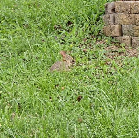 A small rabbit in a grassy yard. A brick retaining wall is visible.