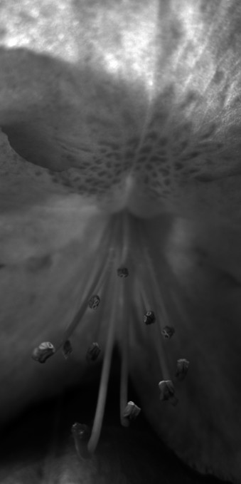 Fotografía macro en blanco y negro del interior de una flor