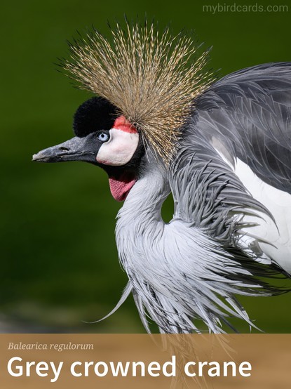 📷: Grey crowned crane, African crowned crane, Golden crested crane, Golden crowned crane, East African crane, East African crowned crane, African crane, Eastern crowned crane, Kavirondo crane, South African crane, or Crested crane (Balearica regulorum) by ArminEP via Pixabay 2023

The photo shows a large african bird (adult) known for its striking appearance. It has a mostly grey body with white, black-tipped wings. The most distinctive feature is its crown, which is made up of fine golden feathers. This graceful bird has long legs and a slender neck, reaching a height of about 1 m (3 ft).

Conservation status: Endangered (IUCN 3.1)

Distribution: Eastern and southern sub-Saharan Africa

Class: Aves
Order: Gruiformes
Family: Gruidae
Genus: Balearica
Species: B. regulorum

CC: WRCB